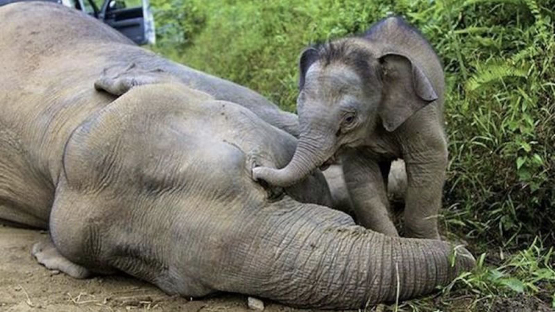 Baby elephant with dead mother elephant