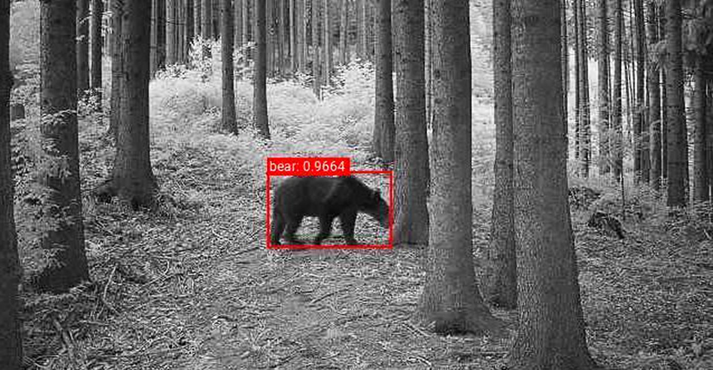 Image of a bear detected by AI.