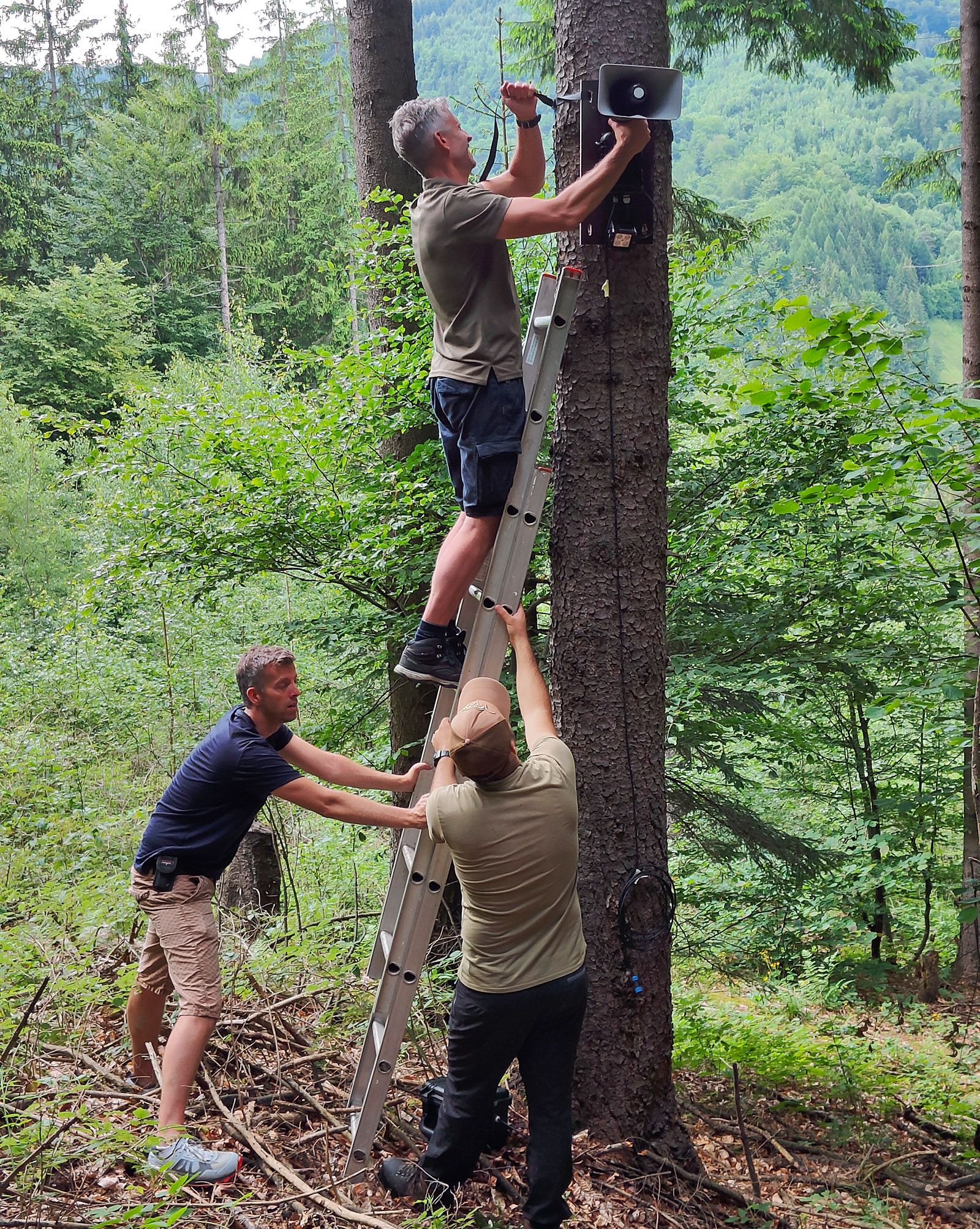 Picture of a man on a ladder installing a bear repeller in a tree.