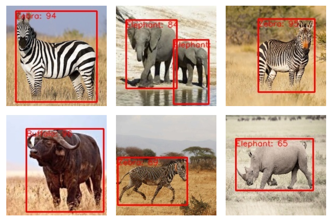 Six pictures of animals in the wild with red squares drawn around them and the word telling what kind of animal it is.